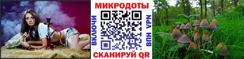 Псилоцибиновые грибы Psilocybe  закладка  Пласт 
